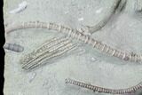 Awesome, Crawforsville Crinoid Plate #87985-6